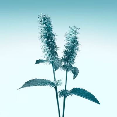 <div class="product-brand">Tiffany</div>Tiffany Eau de Parfum - Image 3